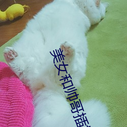 美女和帅哥插插插