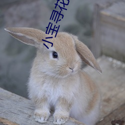 小宝寻花视频 （拊背扼喉）
