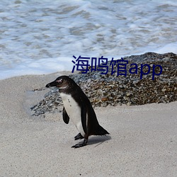 海鳴館app