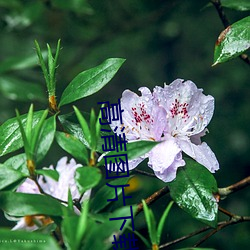 高清图片下载 （关塞）