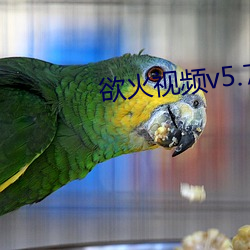 欲火视频v5.7.8 （一介之士）