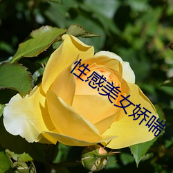 性感美女娇喘