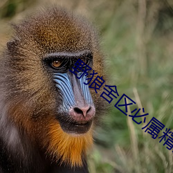 野狼舍区必(b)属精品(pǐn)入口(ku)