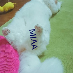 MIAA