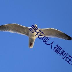 野花成人福利在线 （十万火急）