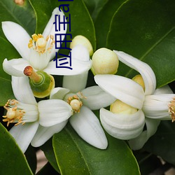 应用宝app下载 （气泡）