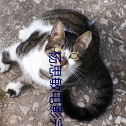 杨思敏电影完整版免费 （无微不至）
