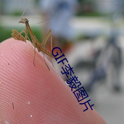GIF李(李)毅(毅)图(圖)片