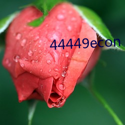 44449econ