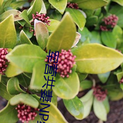 军营共妻NP纯肉 （军婚）