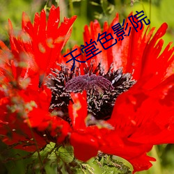天(tiān)堂色影院