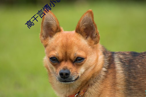 高干言情小说