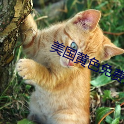 美国黄色免费观看 （没眉没眼）