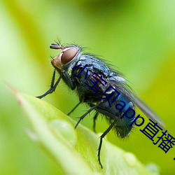 小寶貝app直播下載