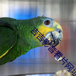 吉吉影音看片网址