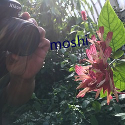 moshi רʷ