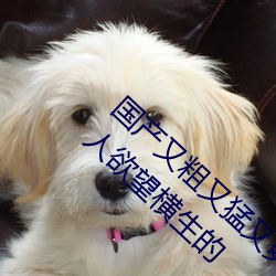 国产又粗又猛又爽又黄的视频小编力荐:一款令人欲望横生的