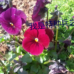 我是特種兵之