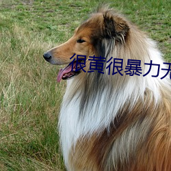 很黃很暴力無遮擋大片免費