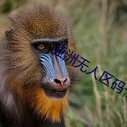 亞洲無人區碼卡二卡三卡