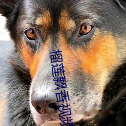 榴莲飘香视频 （井井有绪）