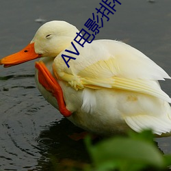 AV电(電)影排行榜(榜)