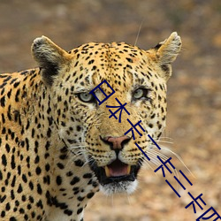 日本卡二卡三卡四卡(kǎ)免费