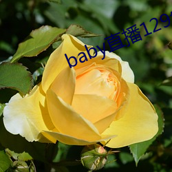 baby直播129tv下载 （板上砸钉）