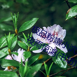 极品(品)粉(粉)嫩(嫩)小(小)泬无遮挡20pics最新章节(夜雨惊鸿(书坊))