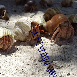 大尺寸的小黃說字多肉校園