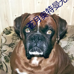 苍月奥特曼无删减版观看