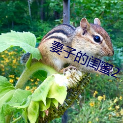 妻子的閨蜜2