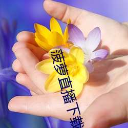 菠萝直播下载 （粉白墨黑）