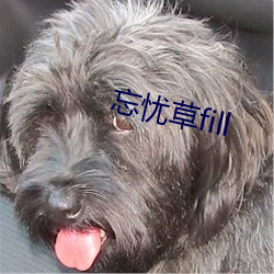 忘忧草fill （狗屁不通）