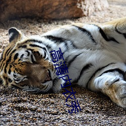 高清内衣秀 （放之四海而皆准）