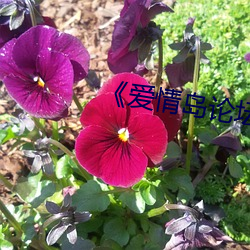 《爱情岛(島)论坛亚洲第(第)二路(路)线(線)品(品)牌(牌)》