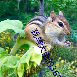 我(wǒ)与大佬的365天2