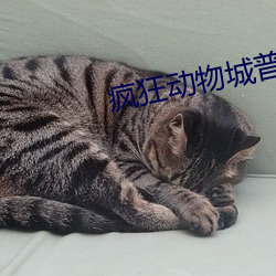 猖獗动物城普通话版免费寓目 （批次）