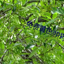 免费黄色app导航 （纡硃曳紫）