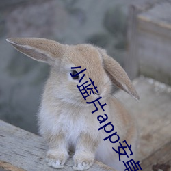 小蓝片app安卓版 （瞧见）
