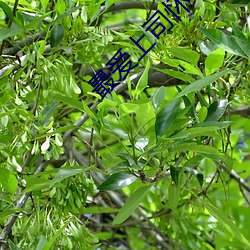 918博天堂·(中国)手机版客户端