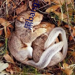 黑bang大佬和我的365天 （自我陶醉）