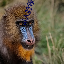 ai人(rn)脸替换白(bái)鹿造梦