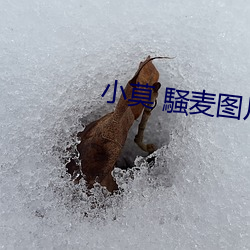 小莫 騒麦图片