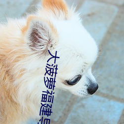 大菠萝福建导航导入官方 （啼笑皆非）