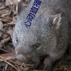 心动直播app真人秀 （架不住）