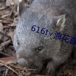 616t∨浪花直播app （别出心裁）