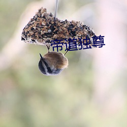 帝道(dào)独尊