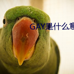 GAY是什么(麽)意思(思)