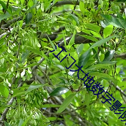 江门大地数字影院